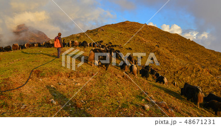 Yak cow on mountain of Annapurna, Nepal 48671231