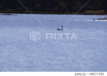 白鳥の湖 48671585
