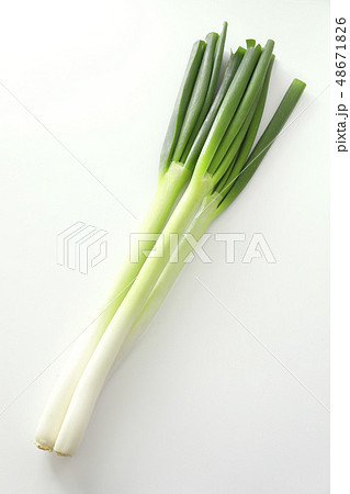 白ネギ 白ネギ 48671826