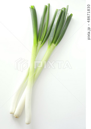 白ネギ 48671830