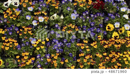 バンジー　ピオラ 01 48671960