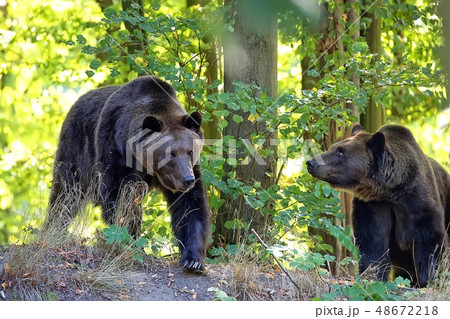 Brown bears in the forest  48672218