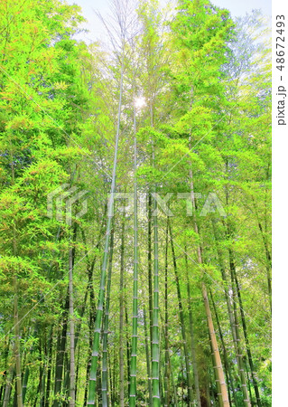 新緑の竹林 48672493