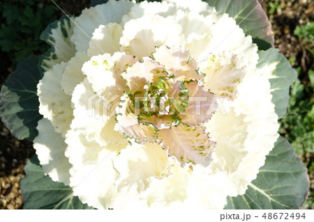 はぼたん　（葉牡丹） 48672494