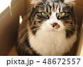キリッとした猫 48672557