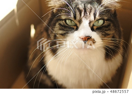 キリッとした猫 48672557