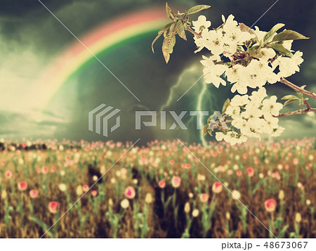 Cherry flowers and thunderstorm vintage 48673067