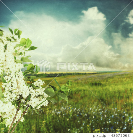 Flowering branch of white lilac vintage Flowering branch of white lilac vintage 48673068