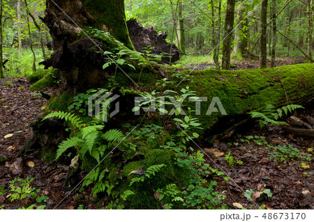 Partly declined dead broken oak Partly declined dead broken oak 48673170
