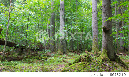 Group of old spruces inside deciduous stand Group of old spruces inside deciduous stand 48673210