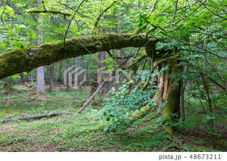 Old broken spruce tree moss wrapped and stump Old broken spruce tree moss wrapped and stump 48673211