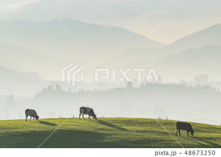 Beautiful Landscape with Cows 48673250