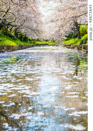 元荒川の桜並木 元荒川の桜並木 48673845