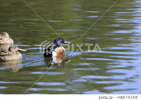 ハシビロガモ ハシビロガモ 48674269