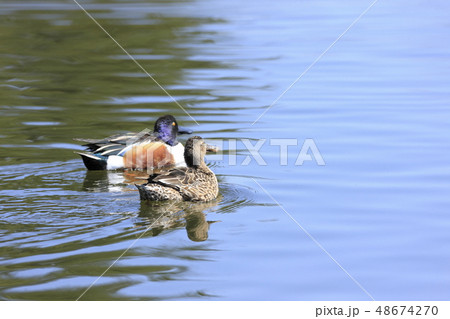 ハシビロガモ 48674270