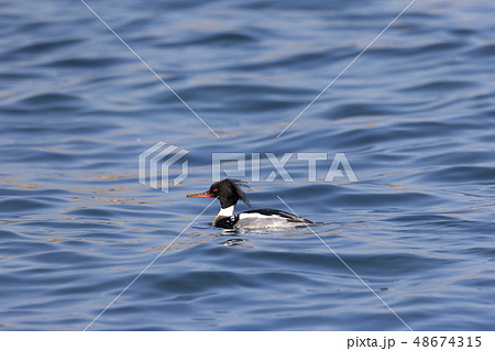 ウミアイサ 48674315