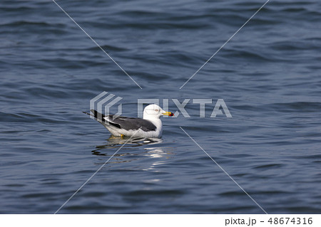 ウミネコ 48674316
