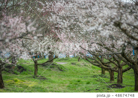 綾部市梅林公園 48674748