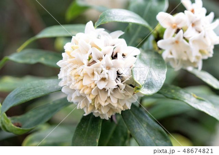 白い沈丁花 白い沈丁花 48674821