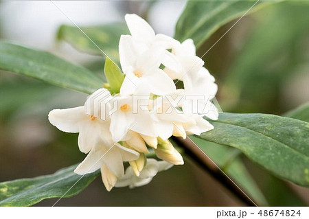 白い沈丁花 48674824