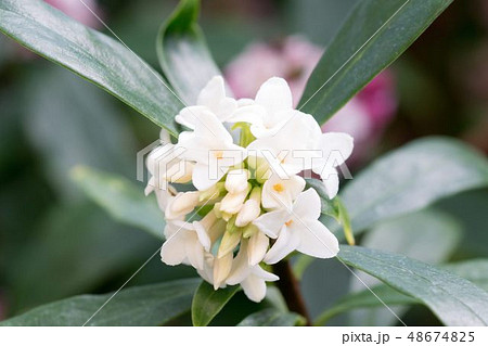 白い沈丁花 白い沈丁花 48674825