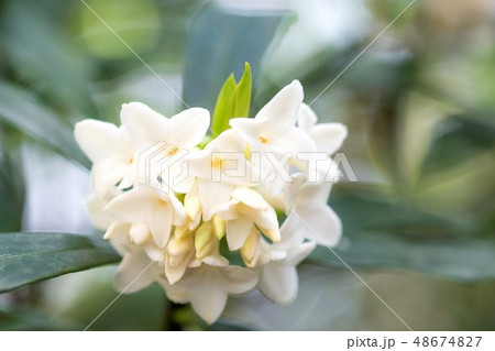 白い沈丁花 48674827