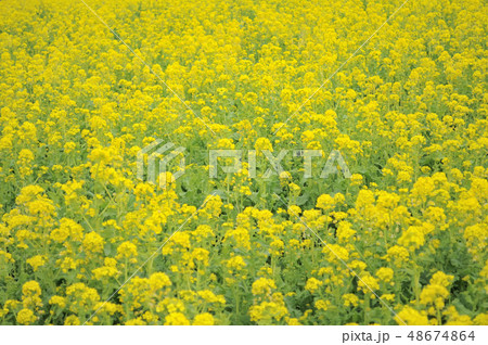 菜の花畑 48674864