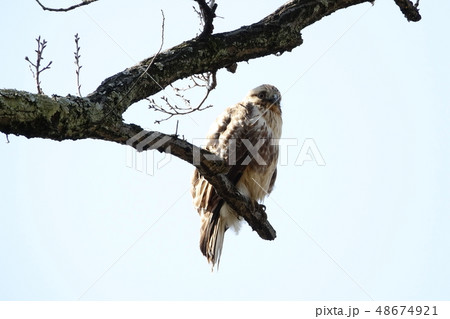 ノスリ ノスリ 48674921