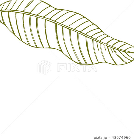 Summer tropical leaves design. Floral background illustration. Invitation or card design with jungle 48674960