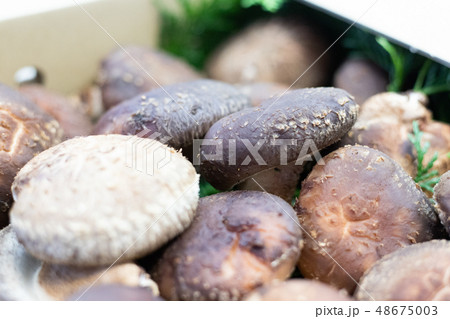 高級しいたけ（贈答用） 48675003