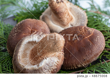 高級しいたけ（贈答用） 48675008