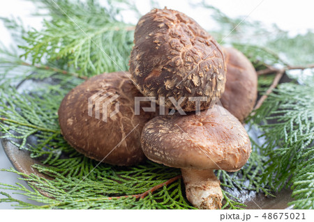 高級しいたけ(贈答用) 高級しいたけ(贈答用) 48675021