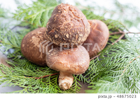 高級しいたけ（贈答用） 48675023