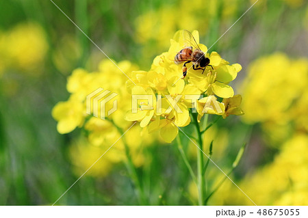 花粉団子を持ったミツバチと菜の花の写真素材