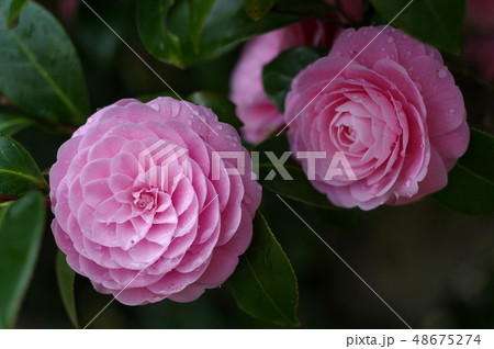 ツバキの花　千重咲き 48675274