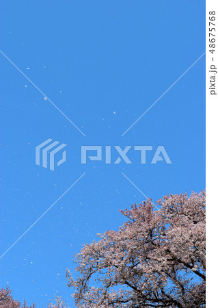 桜吹雪 48675768