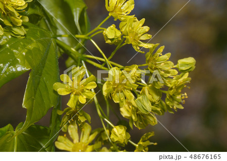 Green leaves and young sprouts of poplar tree. Green leaves and young sprouts of poplar tree. 48676165