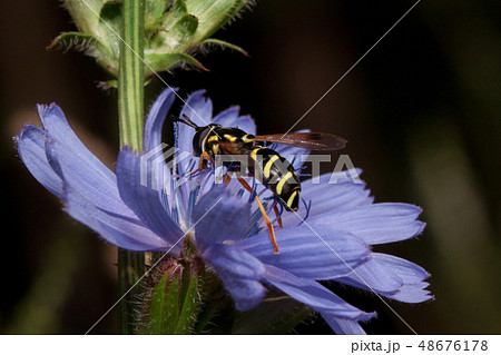 Hoverfly gathering nectar from beautiful chicory. Hoverfly gathering nectar from beautiful chicory. 48676178