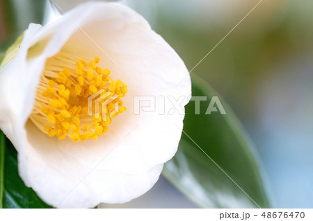 ツバキの花 ツバキの花 48676470