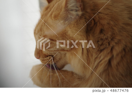 ペロペロ 48677476