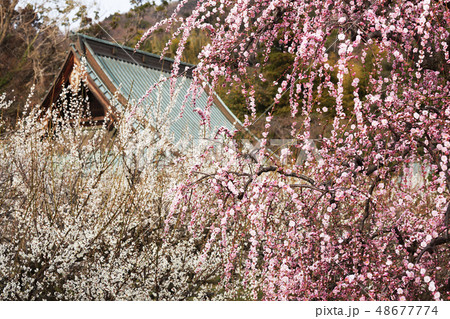 瑞雲寺のしだれ梅 48677774