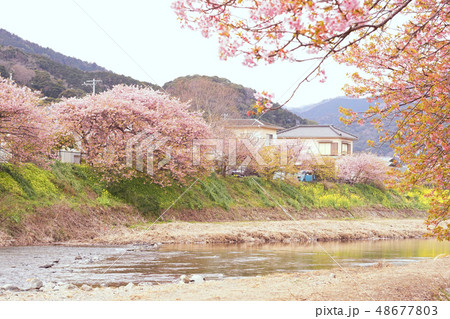 河津桜 河津桜 48677803