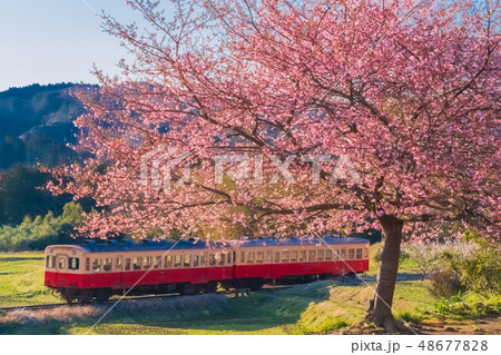 小湊鉄道と河津桜 48677828