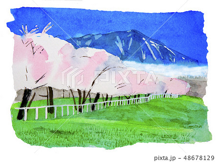小岩井桜並木と岩手山 小岩井桜並木と岩手山 48678129
