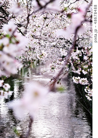 大阪府八尾市の玉串川周辺の桜の風景。 48678488