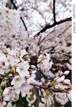 大阪府八尾市の玉串川周辺の桜の風景。 48678501