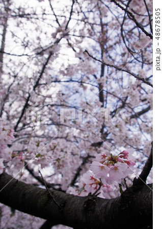 大阪府八尾市の玉串川周辺の桜の風景。 48678505
