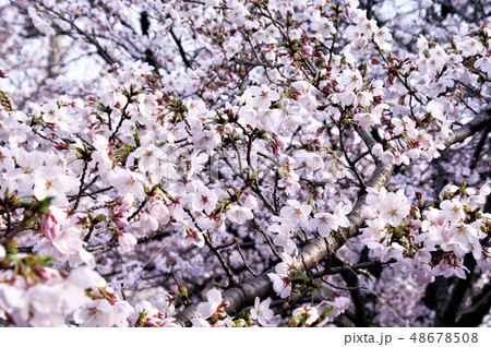 大阪府八尾市の玉串川周辺の桜の風景。 48678508