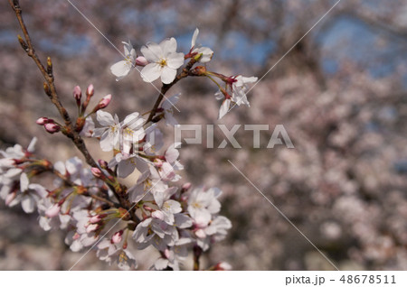 大阪府八尾市の玉串川周辺の桜の風景。 48678511
