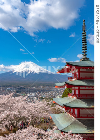 富士山　忠霊塔　満開の桜　新倉山浅間公園　春のイメージ　染井吉野　青空の自然背景　山梨県　富士吉田 48678530